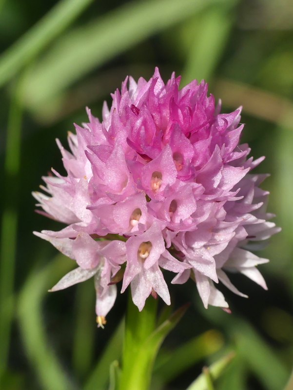 er Terminillo: la Nigritella widderi e altre orchidee sulla montagna di Roma.